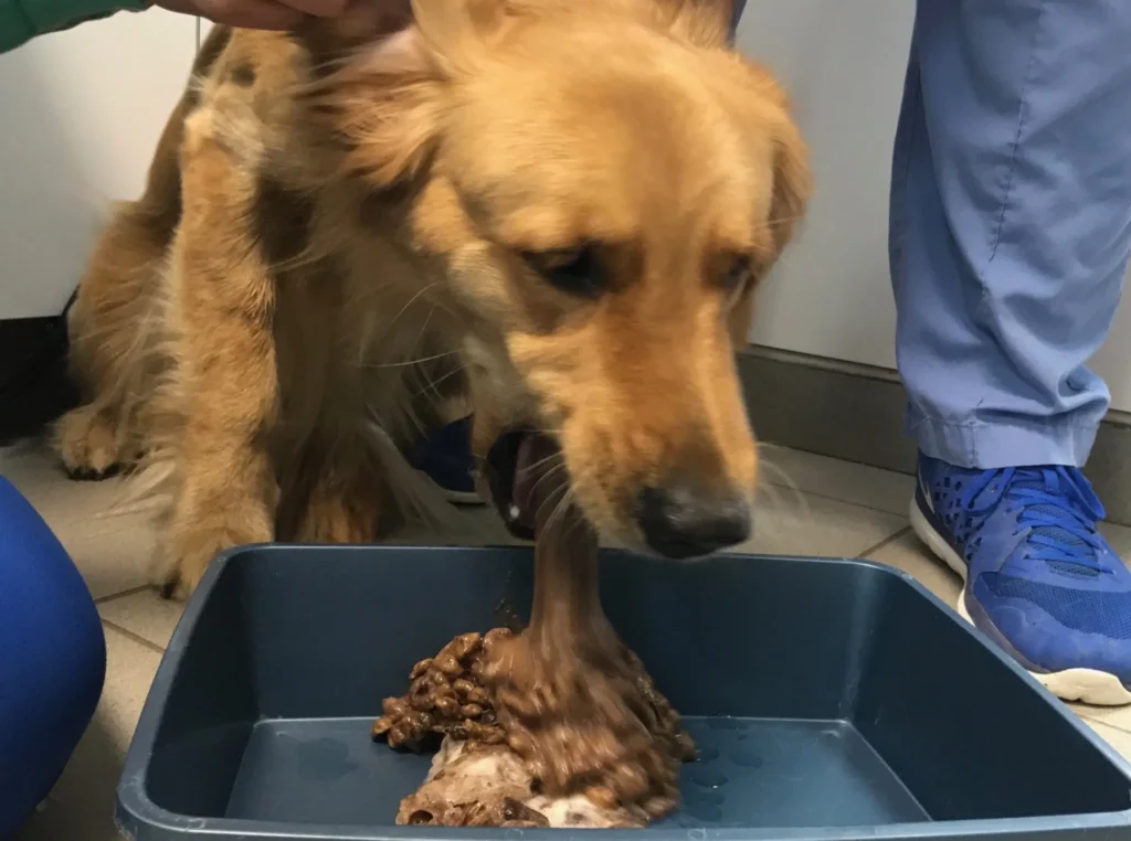 A dog being made to vomit at the vet after ingesting a toxic substance